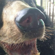 El oso Nyan Htoo.Imagen: University of Edinburgh